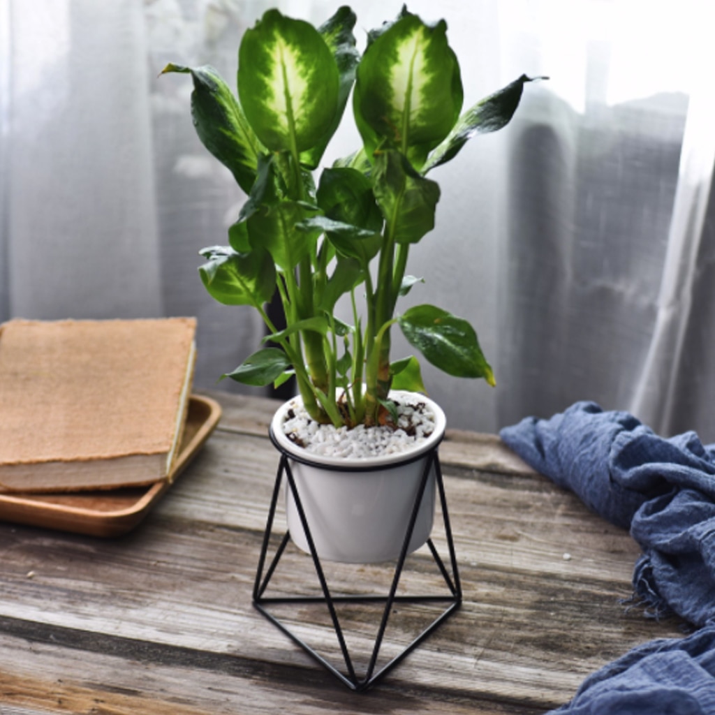 Geometric Design Plant Pot Geometric Design Plant Pot